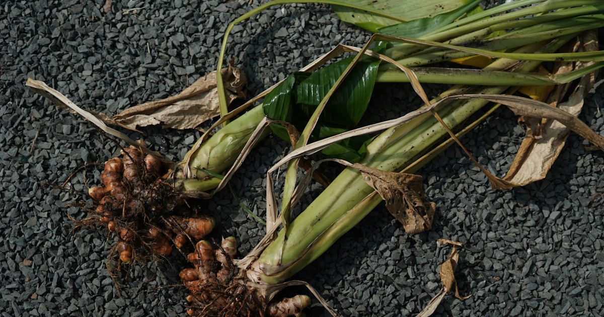Tongkat Ali or Fadogia: What's the Difference